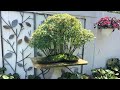 Bonsai collection June 2020