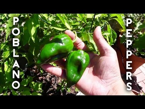 Video: Pasilla Bajio-informasjon: Hvordan dyrke Pasilla-pepper i hagen