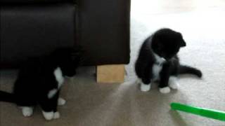 Colin's Kittens 4