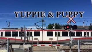 Dog Travel - Public Transit