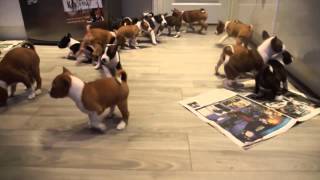 16 Basenji puppies will melt your heart!