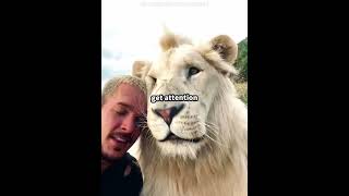 Lion Cubs Are Too Cute 🦁❤️ #shorts