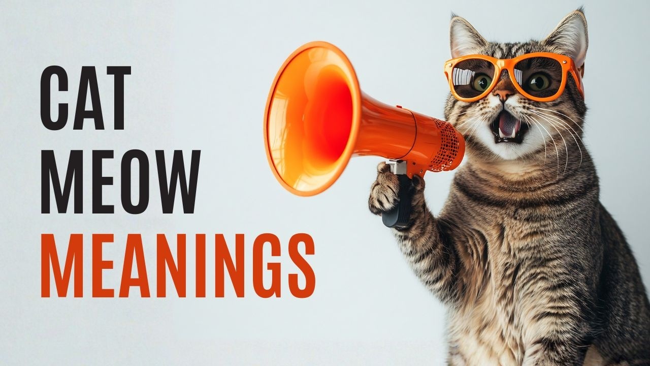 9 звуков, которые издают кошки, и что они означают.