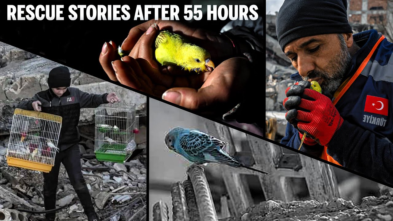 Budgie Pets in Turkey Earthquake SURVIVORS Tell All!