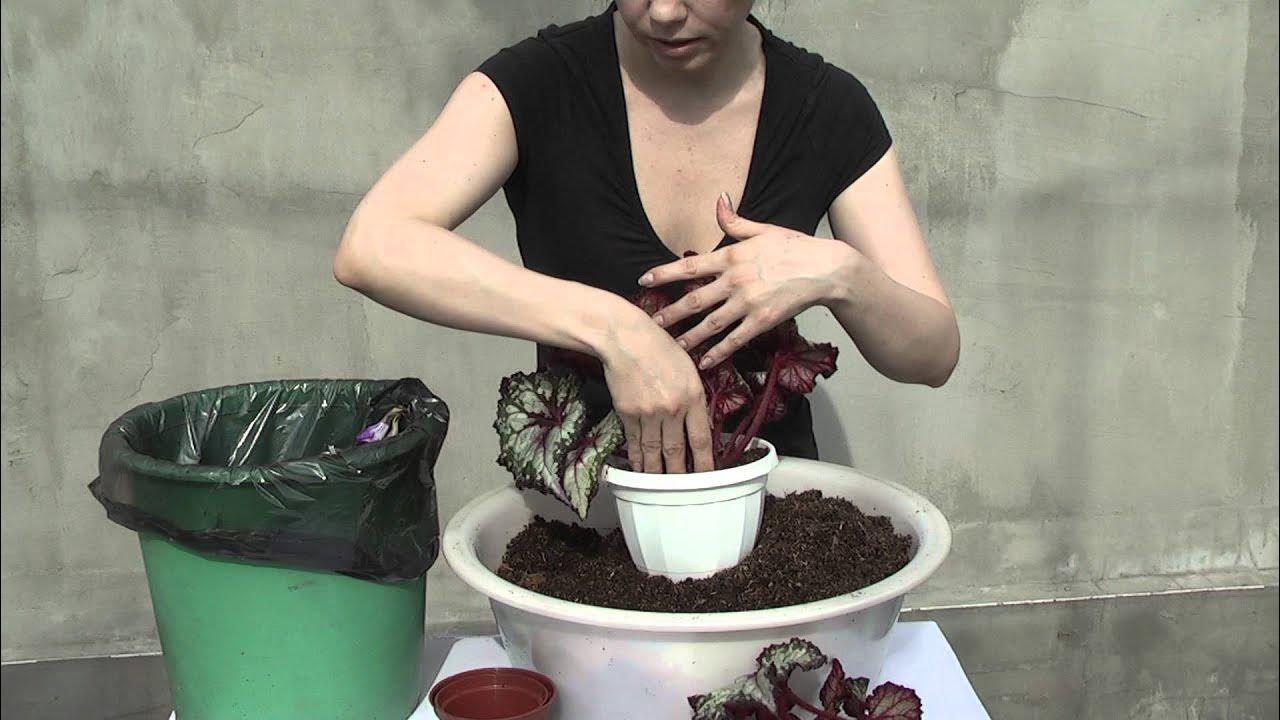 Бегония бутон де роуз. Бегония горшок для пересадки. Как пересадить купленную бегонию. Как пересадить купленную бегонию. Пересаживание бегония.