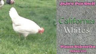 The best chickens ever, are california whites! it may be just because
we played with them so much when they were chicks, but our kindest,
most interactive ch...