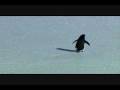Lonely Deranged Penguin Lonely Deranged Penguin
