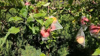 Is Bagging Apples Worth it?