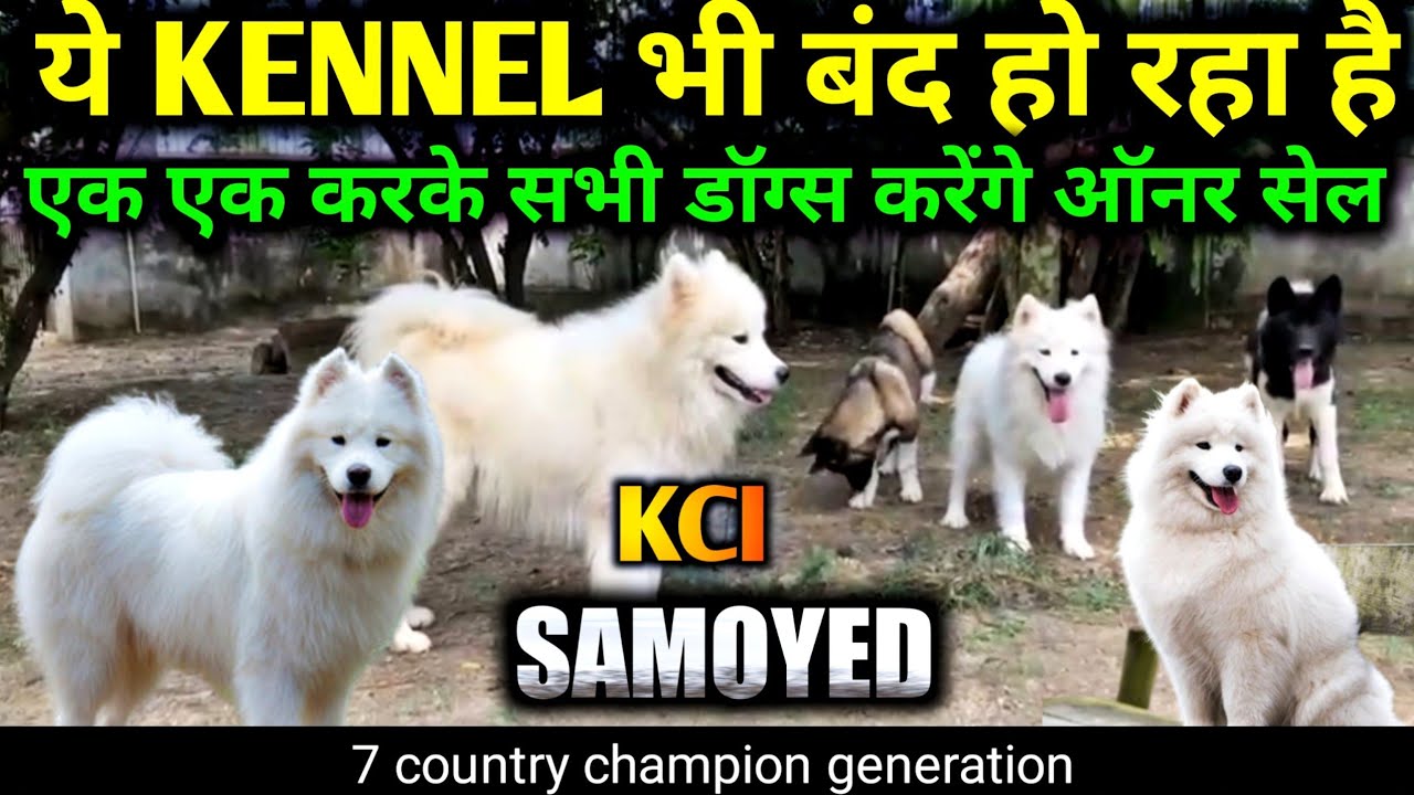 Kci registered Samoyed || Import line samoyed || 7 country champion ...