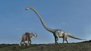 THE LARGEST LONG NECKED DINOSAURS