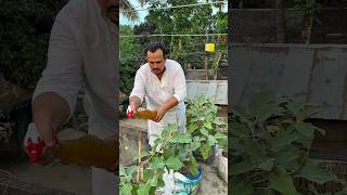 Eggplant Pest Control Tips | Remove All Insects Naturally &amp; Increase Yield #EggplantFarming #brinjal