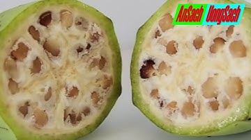 Những Công dụng của chuối hột chắc chắn bạn chưa khai thác hết - ăn sạch uống sạch