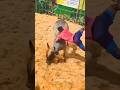 Jallikattu 2024 Bull Alanganallur Tamil Culture Love Bull Shorts