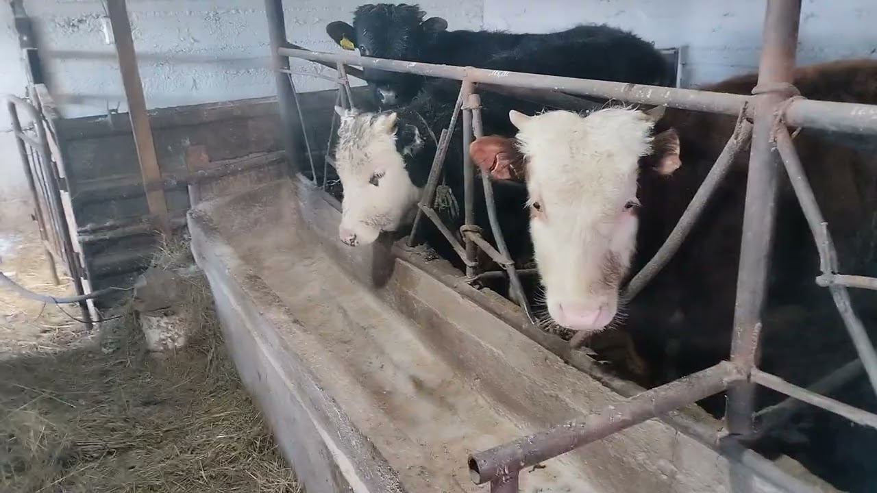 01,03,2025 3 🌙 ай бордақы