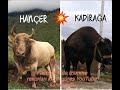 FACEBOOK DA İZLENME REKORLARI KIRAN GÜREŞ HANÇER KADİRAĞA / korida / borba bikova /bull fighting /