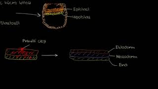 Erken Embriyogenez : Yarıklanma, Blastulasyon, Gastrulasyon ve Nörulasyon (Biyoloji)