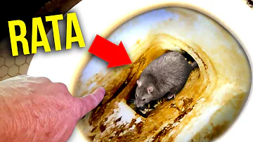 ¿Qué causa la infestación de ratas?