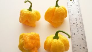 ⟹ 7 Pot Yellow Pepper, Capsicum chinense, PLANT REVIEW