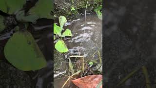 The Most Peaceful Nature Sounds Ever 🌊 Insects and Flowing Water #shorts #shortvideo #shortsfeed