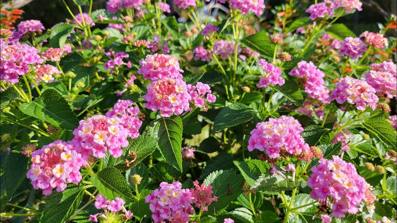 как размножить лантану черенками.