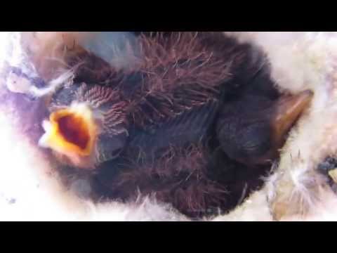 Week-old baby hummingbirds