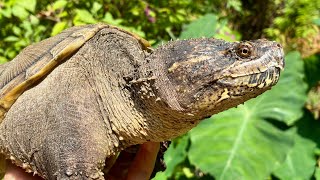 Opening a trail and NEW Turtle!