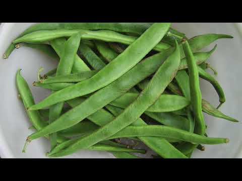 Vidéo: Tendercrop Bush Beans - En savoir plus sur la culture des haricots Tendercrop