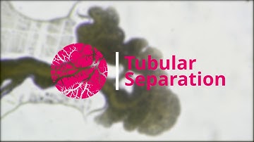 Physarum Polycephalum | Tubular Separation | Microscopy (4K)