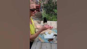 Breakfast with Magpie #birds #funnyanimals