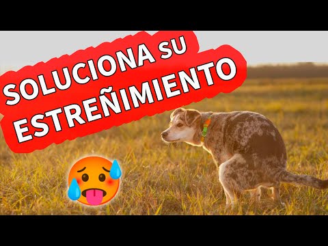 Video: ¿Qué debo hacer si mi perro come Weed Killer?