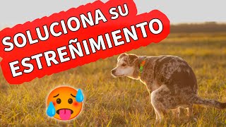 ESTREÑIMIENTO en PERROS | SOLUCIÓN Y POSIBLES CAUSAS