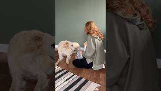 :     #doglover #funnydog #