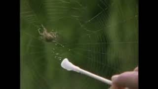 Ytp How The Spider- Became A Drug-Addicted