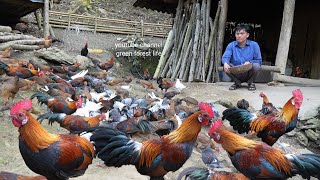 Digging tubers, taking care of pigs, chickens, weeding peanuts. Robert | Green forest life