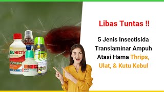Terbukti Ampuh‼️ 5 Jenis Insektisida Translaminar Atasi Hama Trhips, Ulat Daun & Kutu kebul 🌶🔥