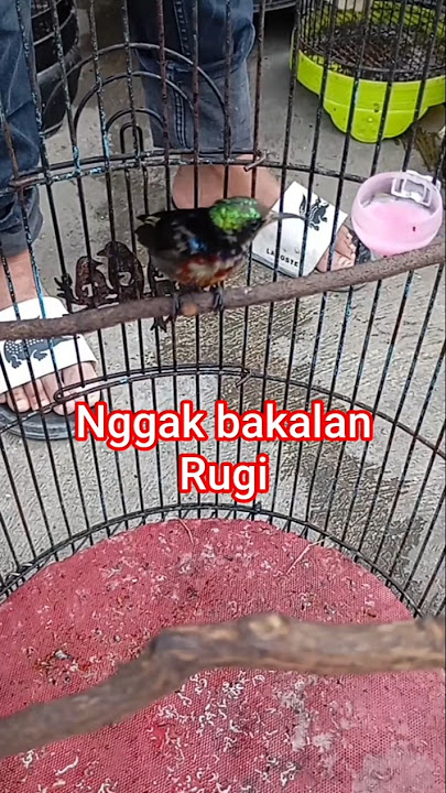 Keeping this bird will not be a loss #bird #chirpingmania #viral