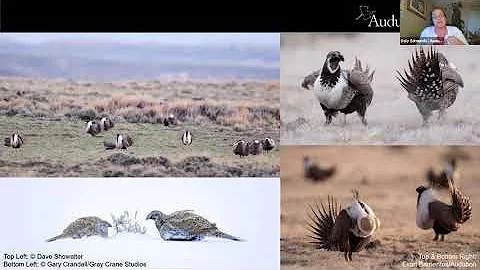 Greater Sage Grouse Conservation