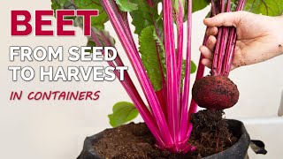 How to Grow Beets in Containers | From Seed to Harvest