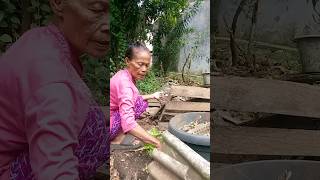 bersihin rumput di kebun ❗❓ #fypyoutube