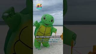 Sea Turtle Nesting Season On Treasure Island Beach. Tips to Help Keep our Marine Friends Safe