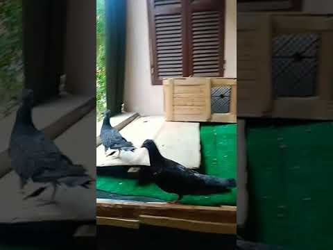 الدنيا اوضه لمبتها سوداء والخبط في الغفلان