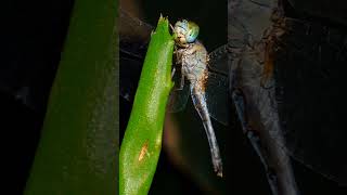 Dragonfly closeup shots #dragonfly #insectmacro #macro #sonyalpha