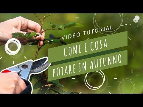 Come Potare Le Piante Autunno In Inverno Ambrogioitalia