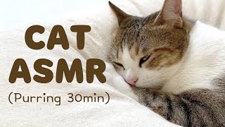 REAL Music for Cats |  Soothing Music for Cats | Cat Purring Sounds | Sleepy Cat Song