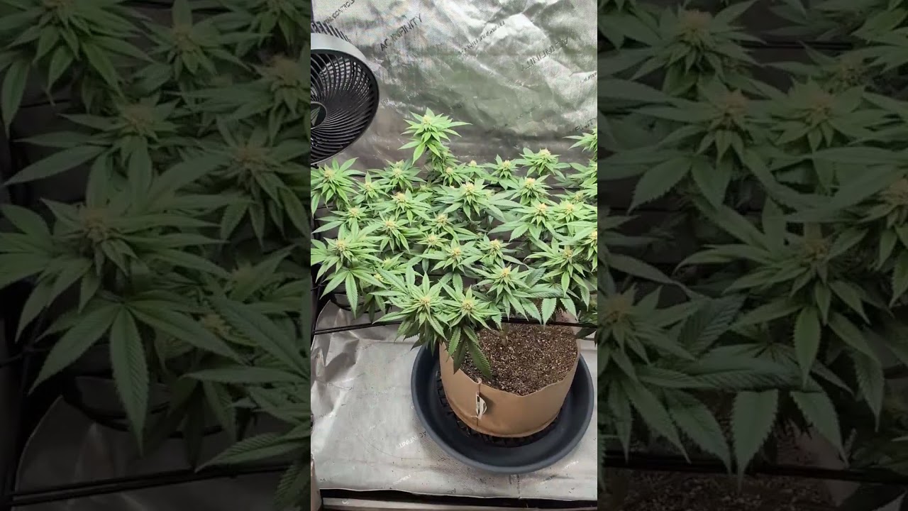 Day 29 of flower. Purple Marmalade and Mind Flayer (Solfire Gardens.)