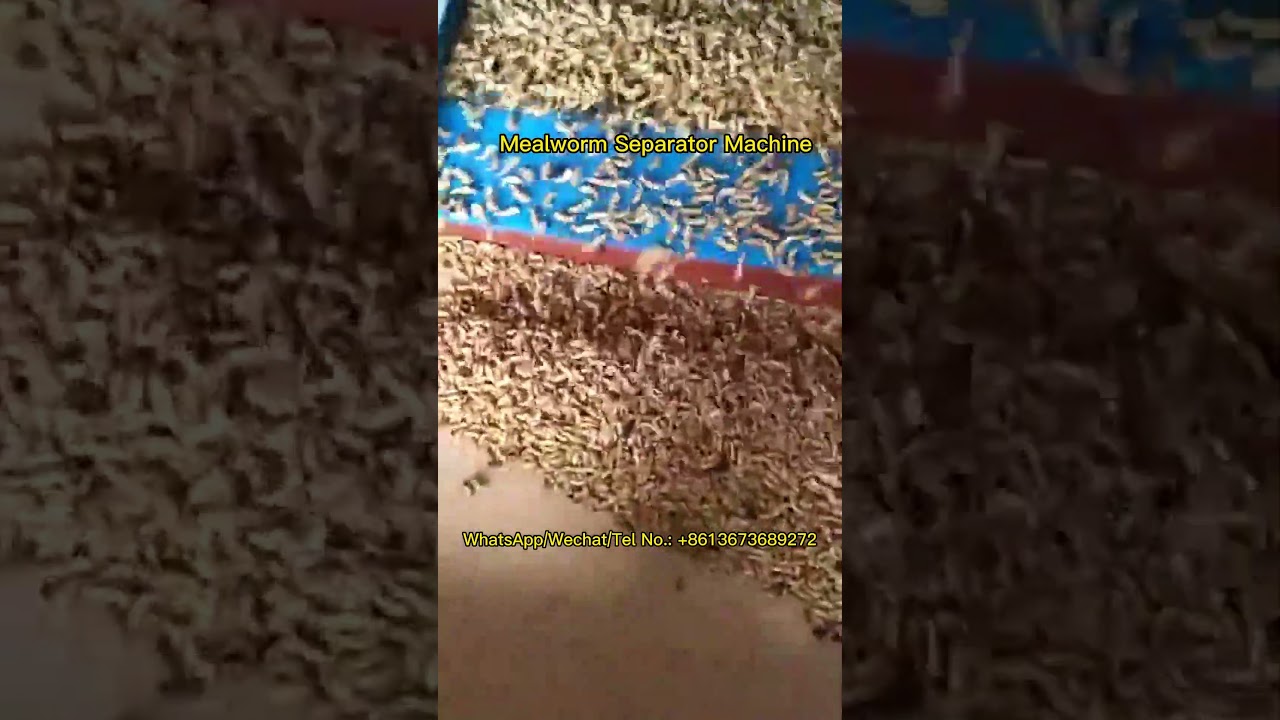 Fast Mealworm Separator Machine for Sale: Great Equipment for Mealworm Faming Worldwide 