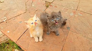 Abandoned kittens stop people to get attention but they're busy in their activities.