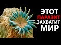 Вот что ждет человечество в будущем ! ( Plague Inc: Evolved )