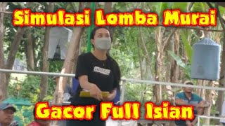 Simulasi lomba burung murai batu gacor full isian || Hamer BC screenshot 1