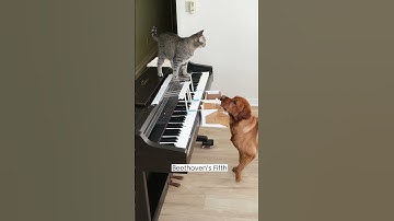 Cat and Dog Piano Duet